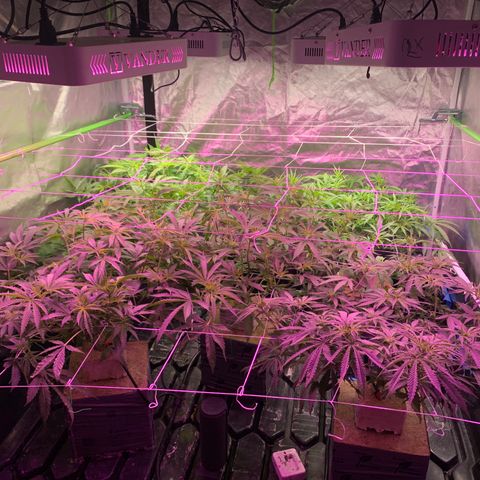 Sour Diesel growlog timeline photo