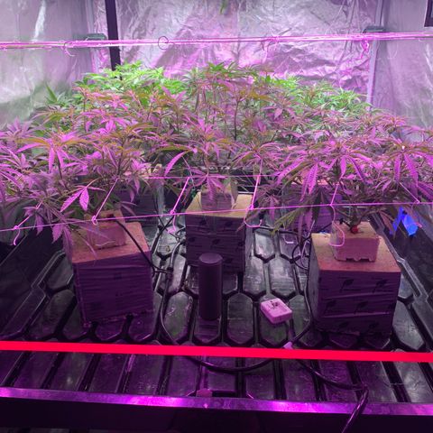 Sour Diesel growlog timeline photo