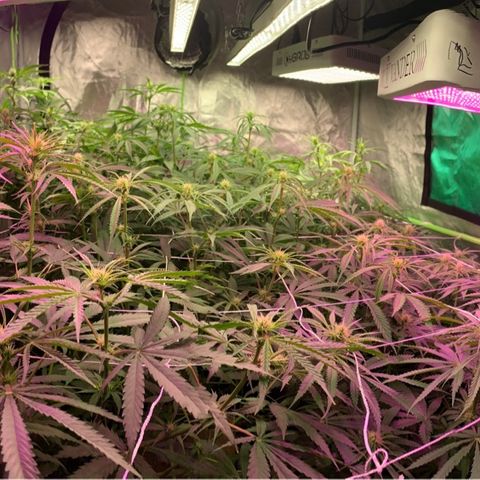 Sour Diesel growlog timeline photo