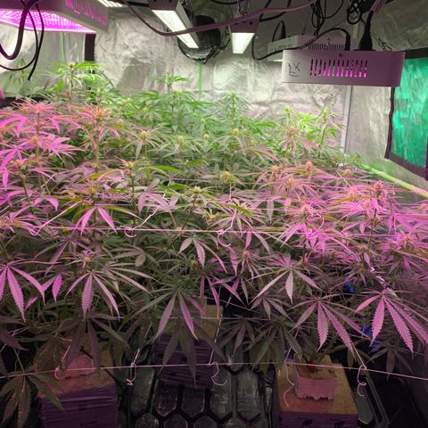 Sour Diesel growlog timeline photo
