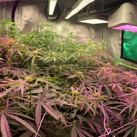 Sour Diesel growlog timeline photo