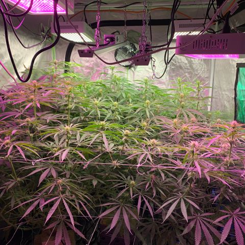 Sour Diesel growlog timeline photo