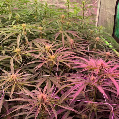 Sour Diesel growlog timeline photo