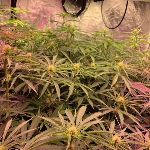 Sour Diesel growlog timeline photo