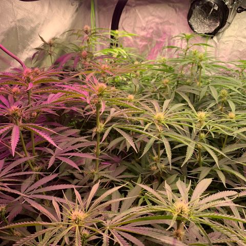 Sour Diesel growlog timeline photo