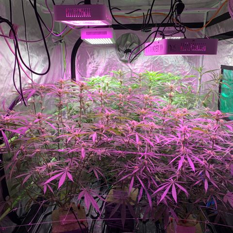 Sour Diesel growlog timeline photo