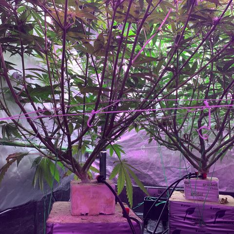 Sour Diesel growlog timeline photo