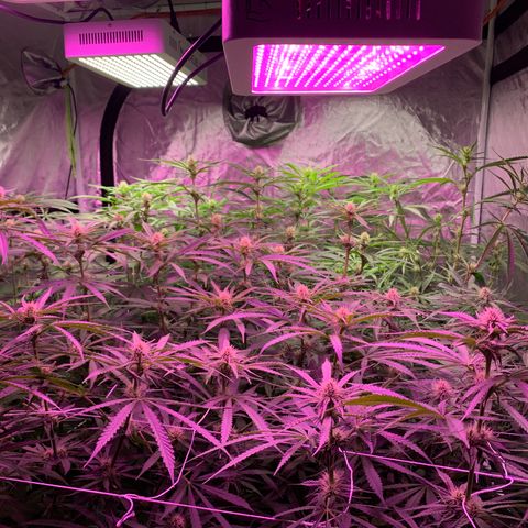 Sour Diesel growlog timeline photo