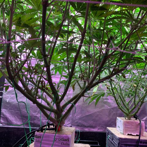 Sour Diesel growlog timeline photo
