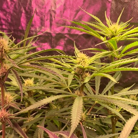 Sour Diesel growlog timeline photo