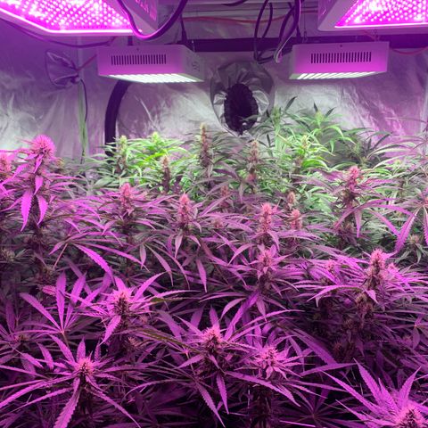 Sour Diesel growlog timeline photo