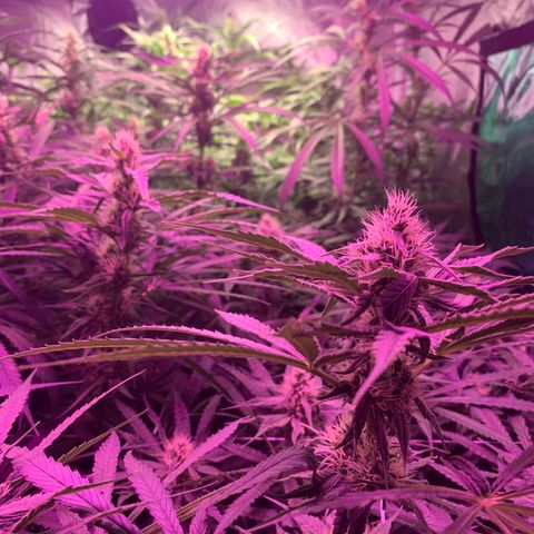 Sour Diesel growlog timeline photo