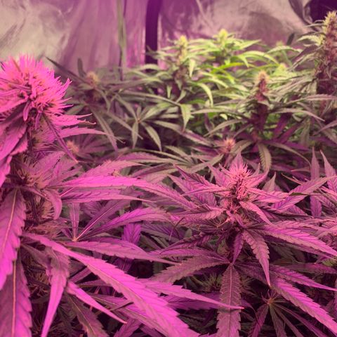 Sour Diesel growlog timeline photo