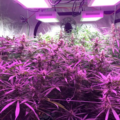 Sour Diesel growlog timeline photo