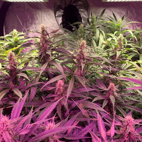 Sour Diesel growlog timeline photo