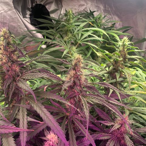 Sour Diesel growlog timeline photo