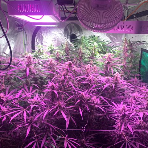 Sour Diesel growlog timeline photo