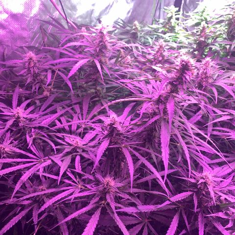Sour Diesel growlog timeline photo