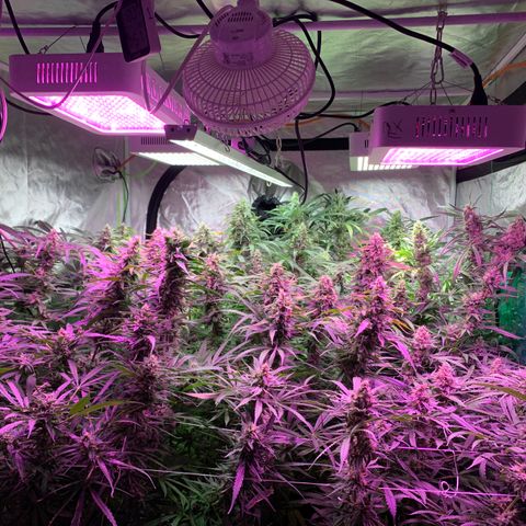 Sour Diesel growlog timeline photo