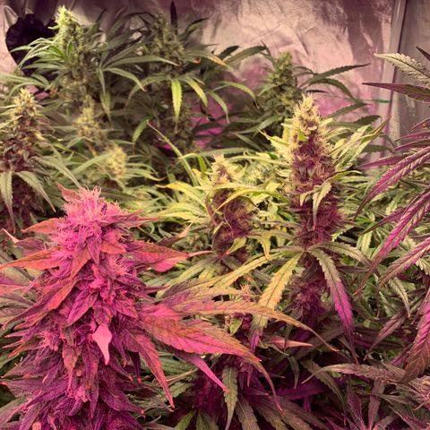 Sour Diesel growlog timeline photo