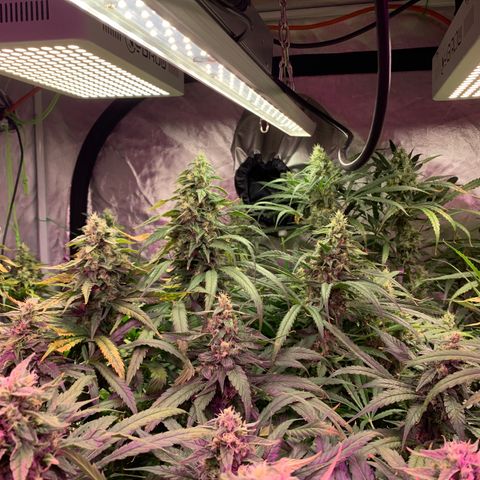 Sour Diesel growlog timeline photo