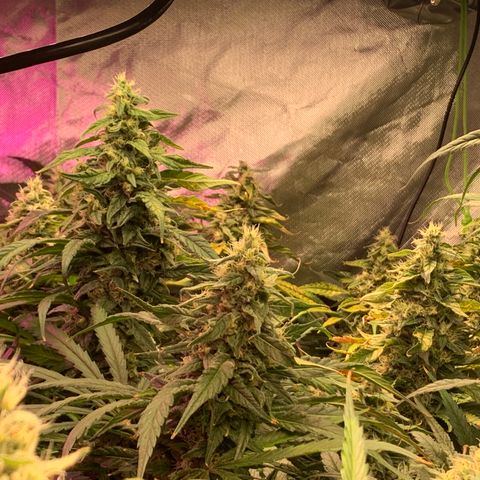 Sour Diesel growlog timeline photo