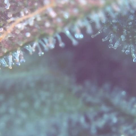 Sour Diesel growlog timeline photo