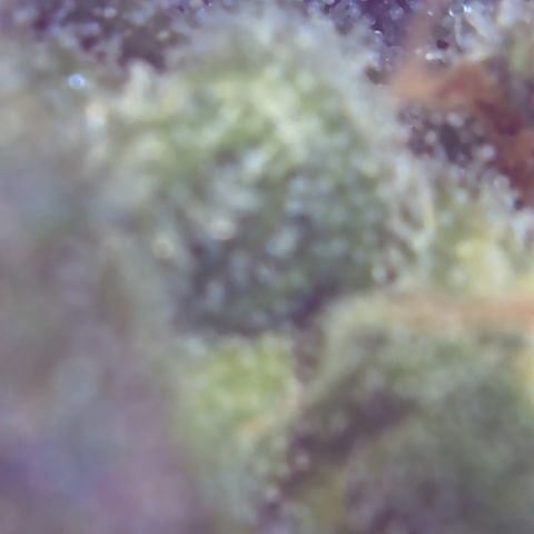 Sour Diesel growlog timeline photo