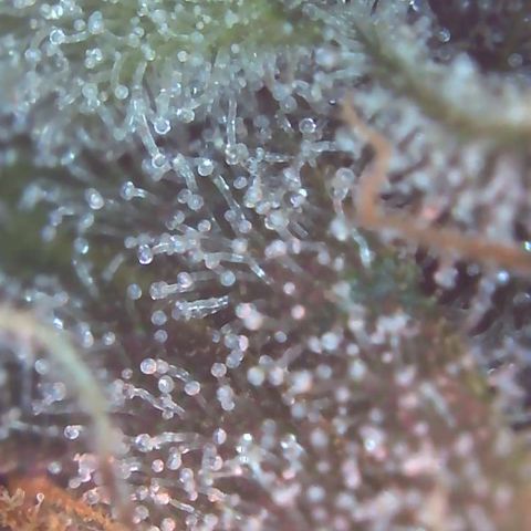 Sour Diesel growlog timeline photo