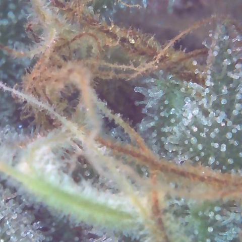 Sour Diesel growlog timeline photo