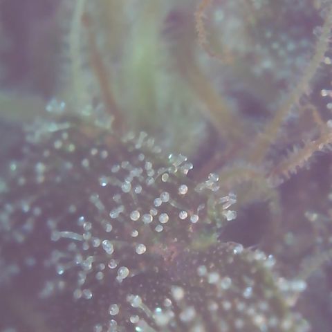 Sour Diesel growlog timeline photo