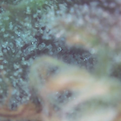 Sour Diesel growlog timeline photo