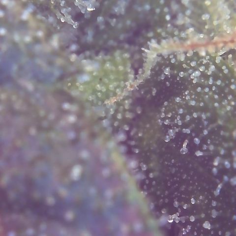 Sour Diesel growlog timeline photo