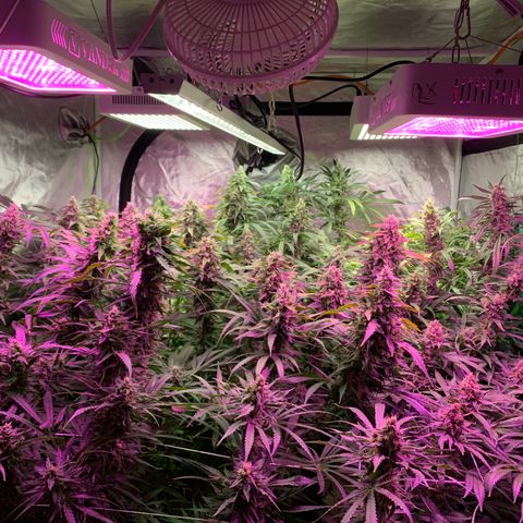 Sour Diesel growlog timeline photo