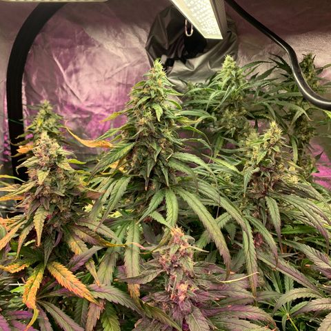 Sour Diesel growlog timeline photo