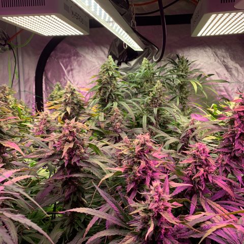 Sour Diesel growlog timeline photo