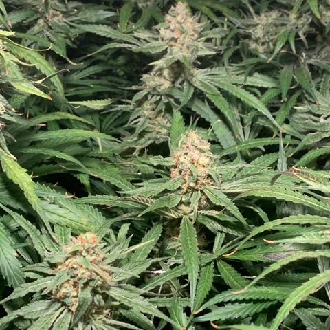 Sour Diesel growlog timeline photo