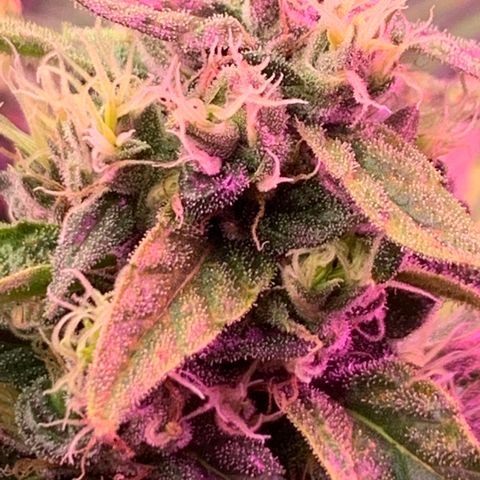 Sour Diesel growlog timeline photo