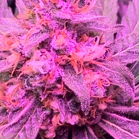 Sour Diesel growlog timeline photo