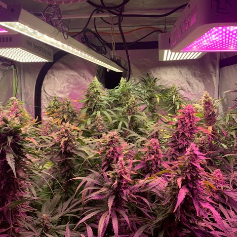 Sour Diesel growlog timeline photo