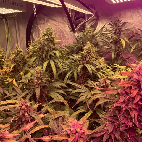 Sour Diesel growlog timeline photo