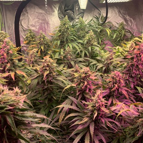 Sour Diesel growlog timeline photo