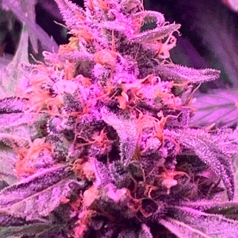 Sour Diesel growlog timeline photo