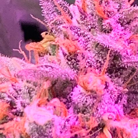 Sour Diesel growlog timeline photo