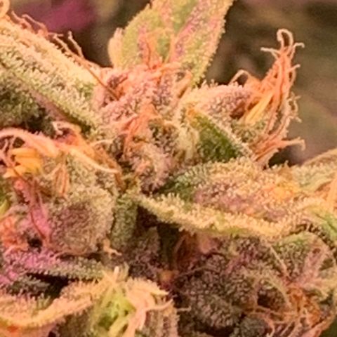 Sour Diesel growlog timeline photo