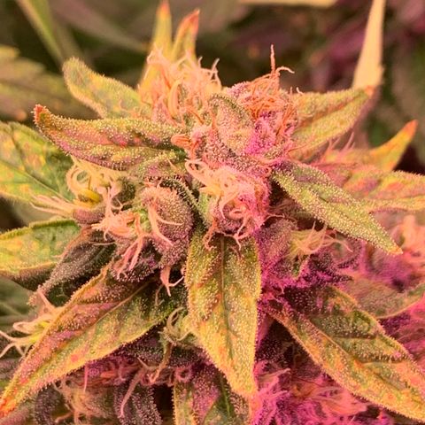 Sour Diesel growlog timeline photo