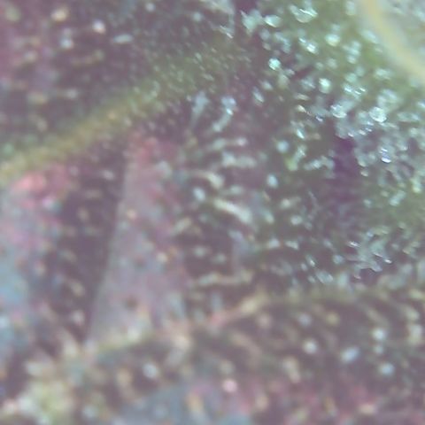Sour Diesel growlog timeline photo