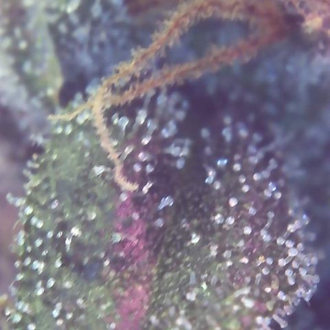 Sour Diesel growlog timeline photo