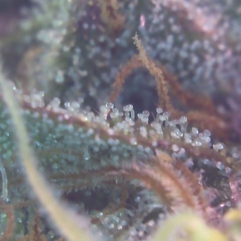 Sour Diesel growlog timeline photo