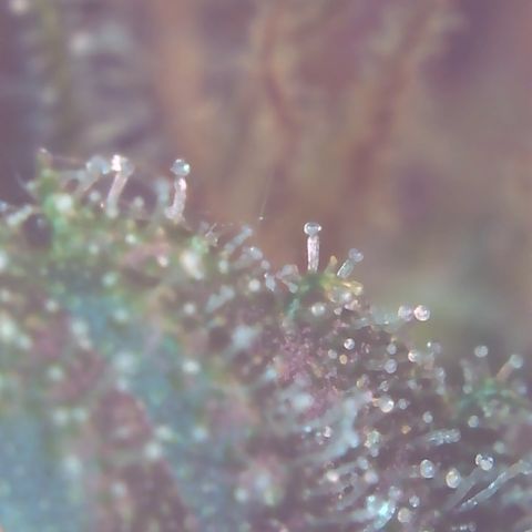 Sour Diesel growlog timeline photo